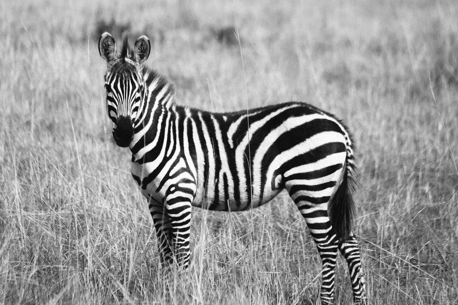 A zebra’s stripes