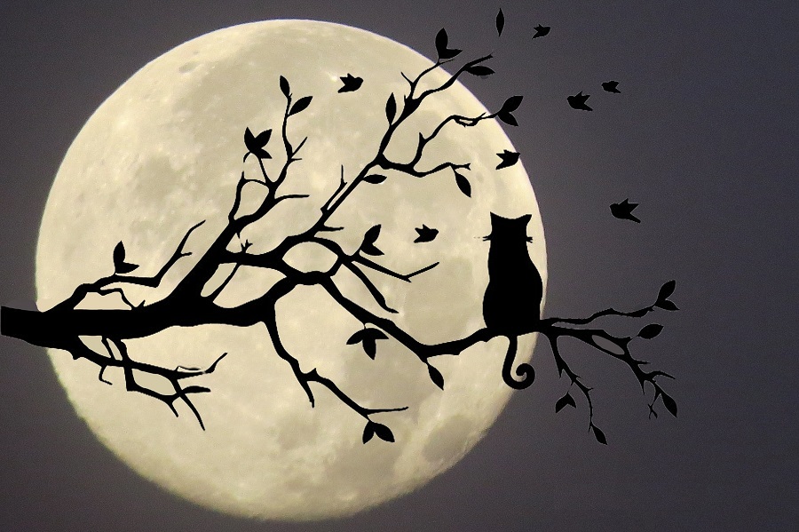 The cat and the fool